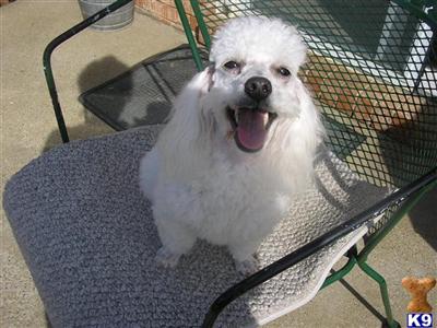 Dogs for Sale in KY